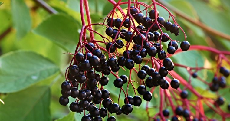 Elderberry Syrup